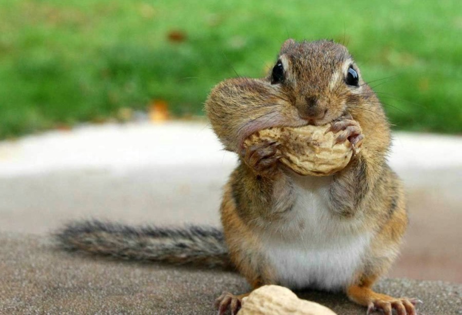 greedy-squirrel